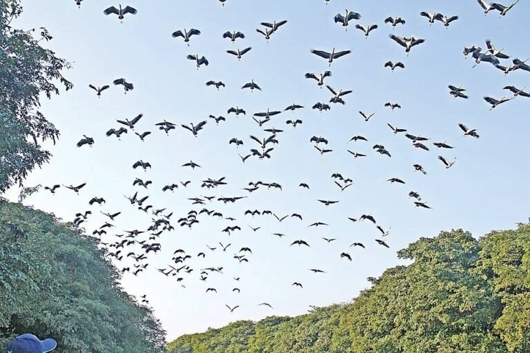 উপকূলীয় ৫ জেলায় জলচর পাখি শুমারি শুরু