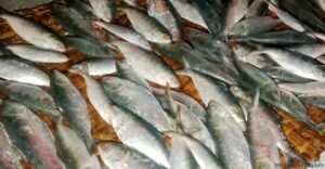 আটক ২ ভোলায় বিপুল ইলিশ জব্দ