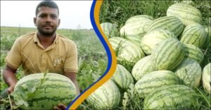 দামেও খুশি চাষিরা ফলনে রেকর্ড