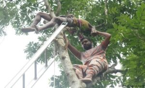 বৃদ্ধের মৃত্যু গাছে উঠে ডাল কাটার সময় বিদ্যুস্পৃষ্টে