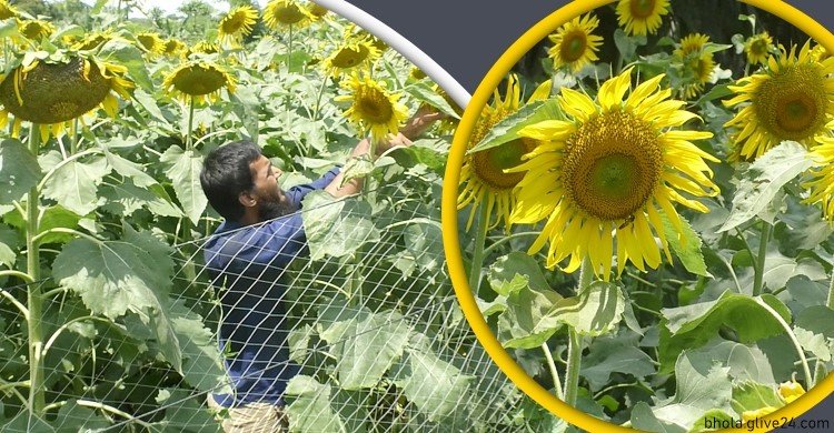 রেকর্ড পরিমাণ সূর্যমুখী চাষ ভোলায়