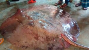 শাপলাপাতা মাছ বিক্রি ৪৯ হাজারে ৬ মণ ওজনের 