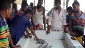 মিলছে না ইলিশ নদীতে নেমেই হতাশ জেলেরা